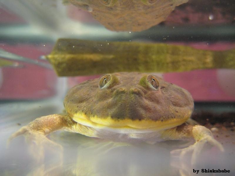 Lepidobatrachus laevis  12.jpg